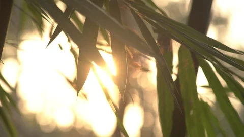Bamboo leaf in the wind sunrise background Stock Footage 89337594