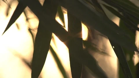 Bamboo leaf in the wind sunrise background Stock Footage 89337941