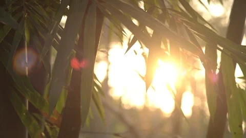 Bamboo leaf in the wind sunrise background Stock Footage 89342501