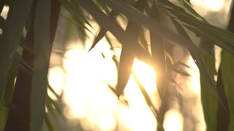 Bamboo leaf in the wind sunrise background Stock Footage 89389367