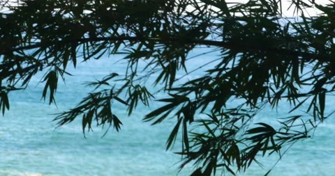 Bamboo Leafs Blowing And Dancing In Tropical Breeze With Ocean Background Stock Footage 137888477