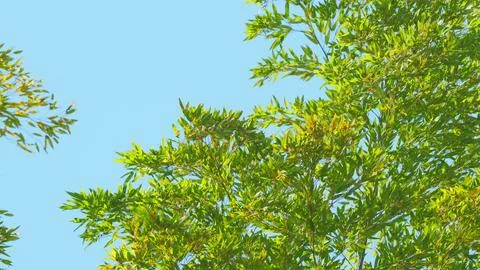 Bamboo Leafs With Blue Sky Background. Bamboo Leaves With Clear Blue Sky Stock Photos