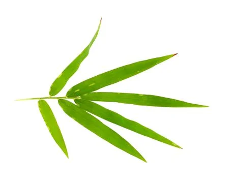 Bamboo leave isolated on white background Stock Photos