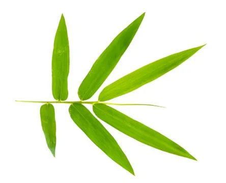 Bamboo leave isolated on white background Stock Photos