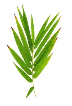 Bamboo leave isolated on white background Stock Photos
