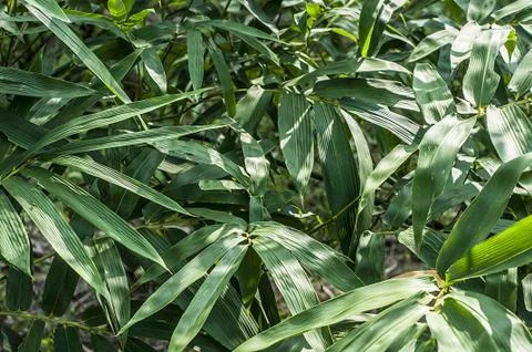 Bamboo leave Stock Photos