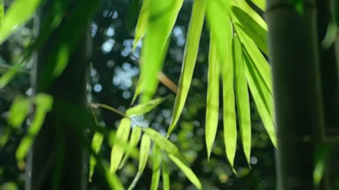 Bamboo Leaves 02 Stock Footage 302126710