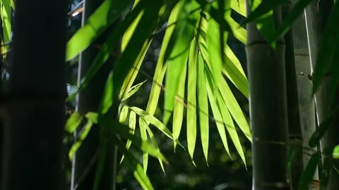 Bamboo Leaves 03 Stock Footage 302949136