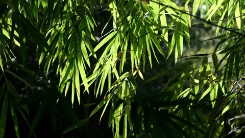 Bamboo Leaves 054 Stock Footage 303958229