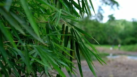 Bamboo Leaves 2 Video stock 323780282