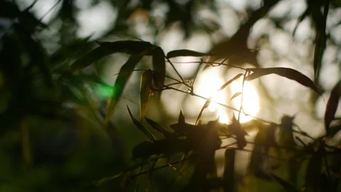 Bamboo leaves and branches with warm glowing sunset sun peeking through in cente 스톡 동영상 336316413