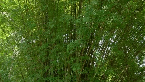 Bamboo leaves and stems. Stock Footage 119515356