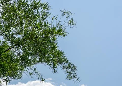 Bamboo leaves background. Foto stock