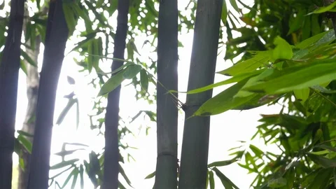 Bamboo leaves blowing in the wind Stock Footage 125307923