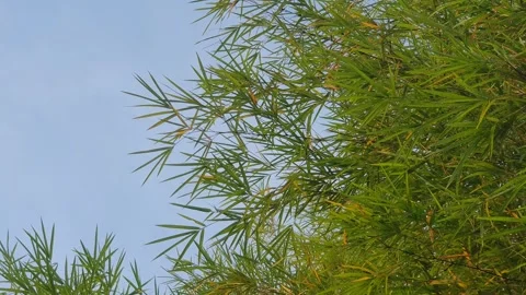 Bamboo leaves blown by the wind Stock Footage 339639111