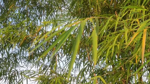 Bamboo leaves blown by the wind Stock-Footage 339639118