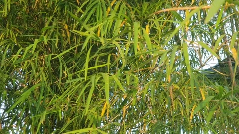 Bamboo leaves blown by the wind Stock-Footage 339639122