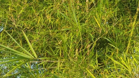 Bamboo leaves blown by the wind Stock-Footage 339639144
