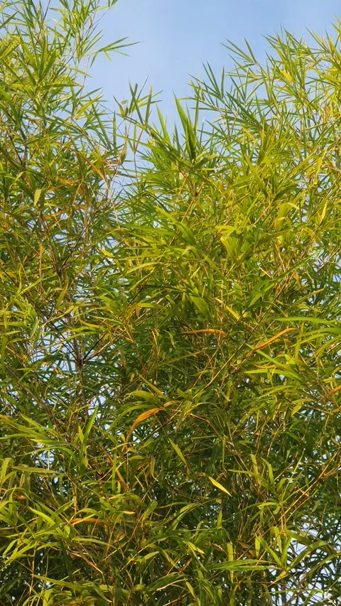 Bamboo leaves blown by the wind Stock Footage 339639244