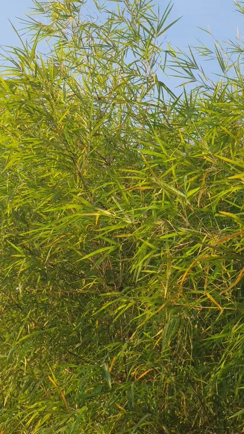 Bamboo leaves blown by the wind Stock-Footage 339639255