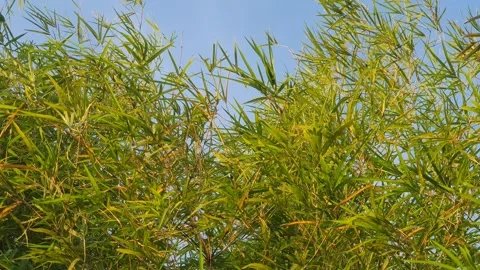 Bamboo leaves blown by the wind Stock-Footage 339639295