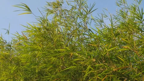 Bamboo leaves blown by the wind Stock Footage 339639306