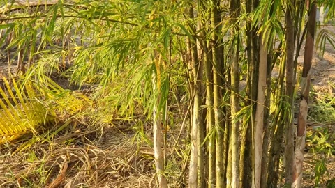 Bamboo leaves blown by the wind Stock Footage 339639308
