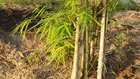 Bamboo leaves blown by the wind Stock Footage 339639337