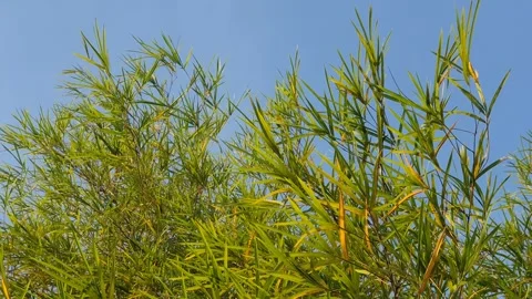 Bamboo leaves blown by the wind Stock Footage 339639381