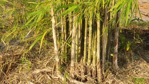 Bamboo leaves blown by the wind Stock-Footage 339639389