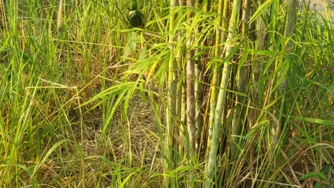 Bamboo leaves blown by the wind Stock-Footage 339639395