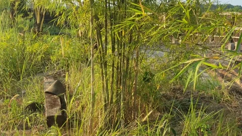 Bamboo leaves blown by the wind Stock Footage 339639400