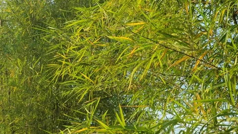 Bamboo leaves blown by the wind Stock Footage 339639402