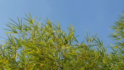 Bamboo leaves blown by the wind Stock Footage 339639411