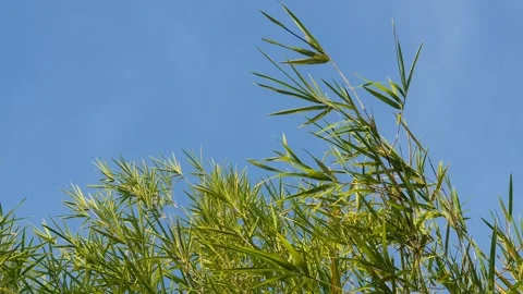 Bamboo leaves blown by the wind Stock-Footage 339639412