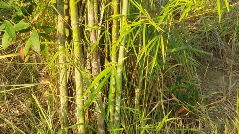 Bamboo leaves blown by the wind Stock Footage 339639415
