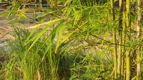 Bamboo leaves blown by the wind Stock Footage 339639418
