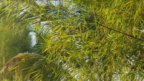 Bamboo leaves blown by the wind Stock Footage 339639428