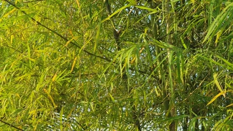 Bamboo leaves blown by the wind Stock Footage 339639430