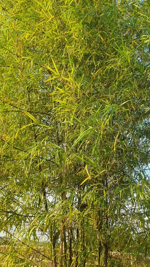 Bamboo leaves blown by the wind Stock Footage 339639451