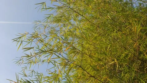 Bamboo leaves blown by the wind Stock Footage 339639782