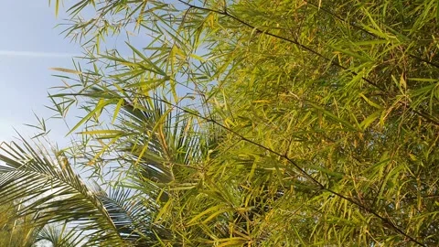 Bamboo leaves blown by the wind Stock-Footage 339639813