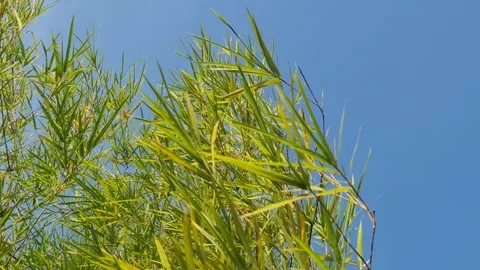Bamboo leaves blown by the wind Stock-Footage 339639815