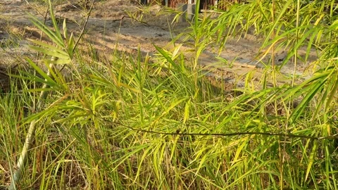 Bamboo leaves blown by the wind Video stock 339639840