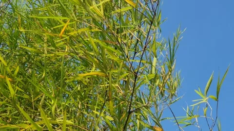Bamboo leaves blown by the wind Stock Footage 339639854