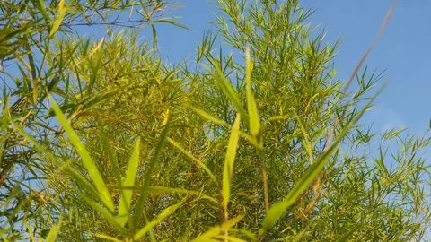 Bamboo leaves blown by the wind Stock Footage 339639875