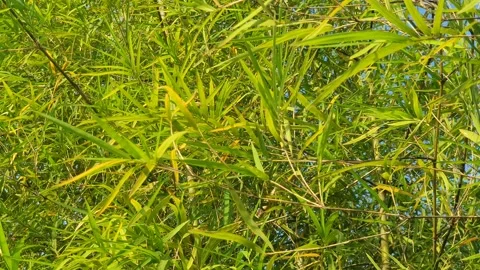 Bamboo leaves blown by the wind Stock Footage 339639881