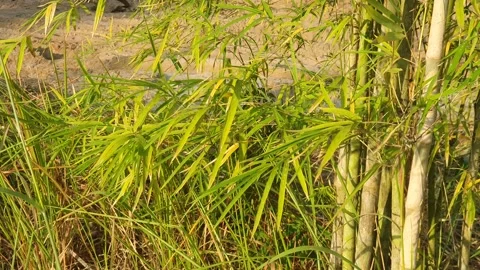 Bamboo leaves blown by the wind Stock Footage 339639882