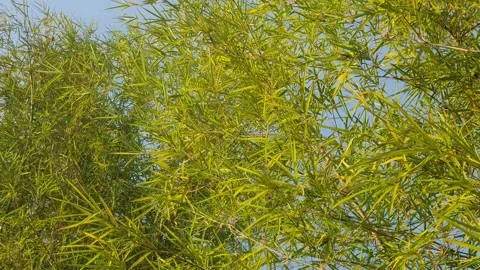 Bamboo leaves blown by the wind Stock Footage 339640031