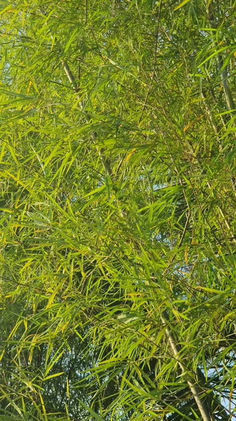 Bamboo leaves blown by the wind Stock Footage 339640046